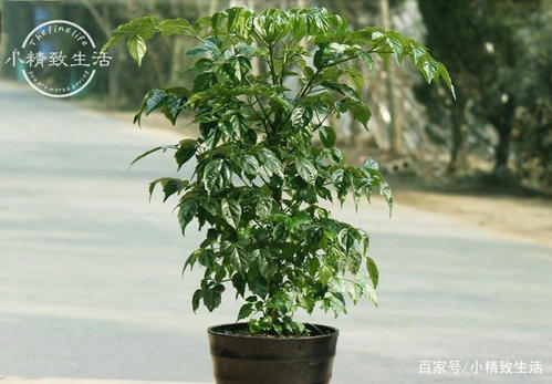 描述幸福树的句子