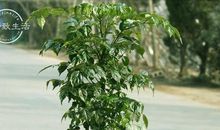 描写幸福树的句子