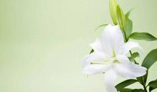 描写百合花的诗句