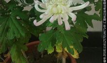 描写菊花香味的句子