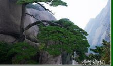 描写松树的成语