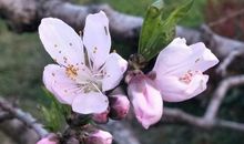 描写桃花源的诗句