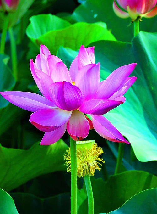 描述莲花的名言