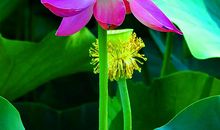 描写莲花的名句