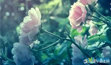 描写平淡生活的句子