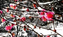 描写冬天梅花的句子