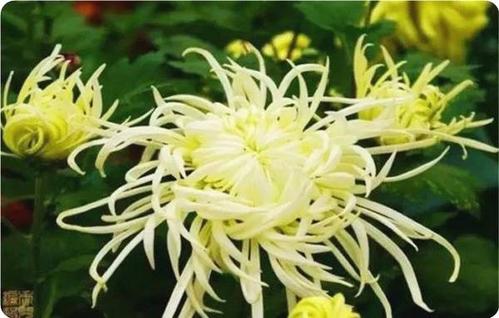 关于莲花和菊花的诗