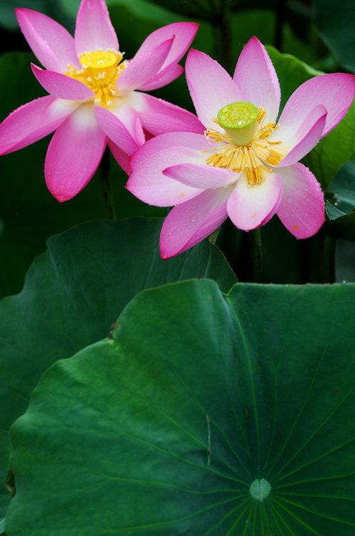 关于莲花的成语