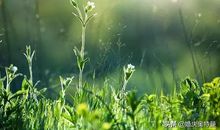描写小草的优美句子