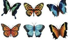 描写春天蝴蝶的句子