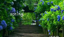 描写春天小草的好段