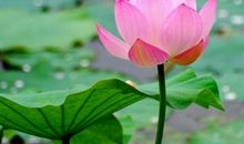 描写荷花的语句