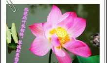 夸荷花多美诗句