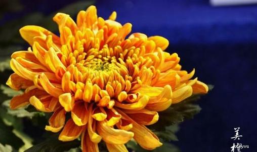 漂亮的句子描述菊花