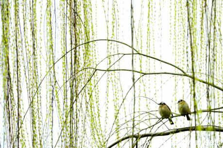 描述春柳的句子