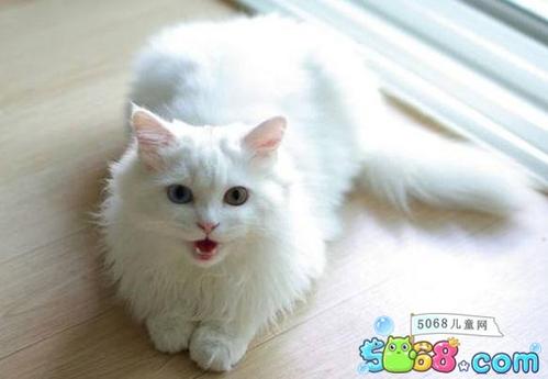 对动物的好句子