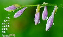 赞美春雨的诗句