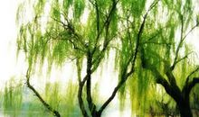 描写春天柳树的优美句子