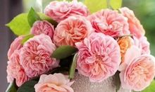 美到令人窒息的句子