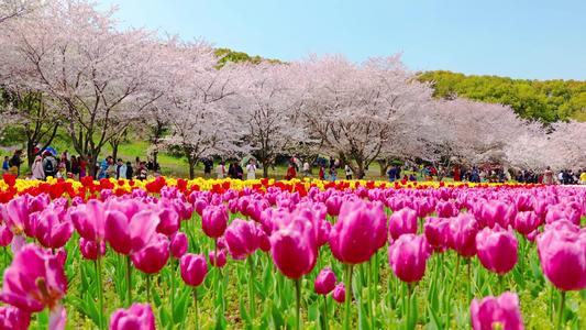 描写春天风景的诗