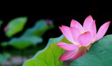 关于初夏的优美句子