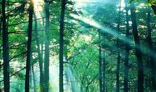 大自然优美语句