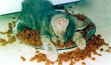 搞笑幽默的qq签名