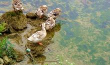 描写水清澈的成语