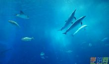 关于大海的语句