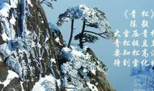 关于青松的诗句