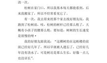 描写松树的优美段落