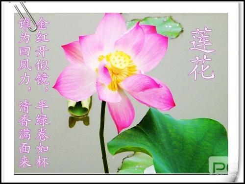 描写莲花品质的诗