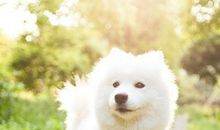 关于狗的经典句子