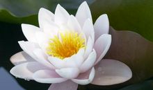 描写荷花的词语