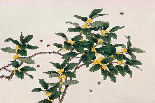 美丽的句子描述桂花树