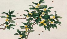 描写桂花树的优美句子