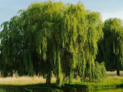 古代美学简单句