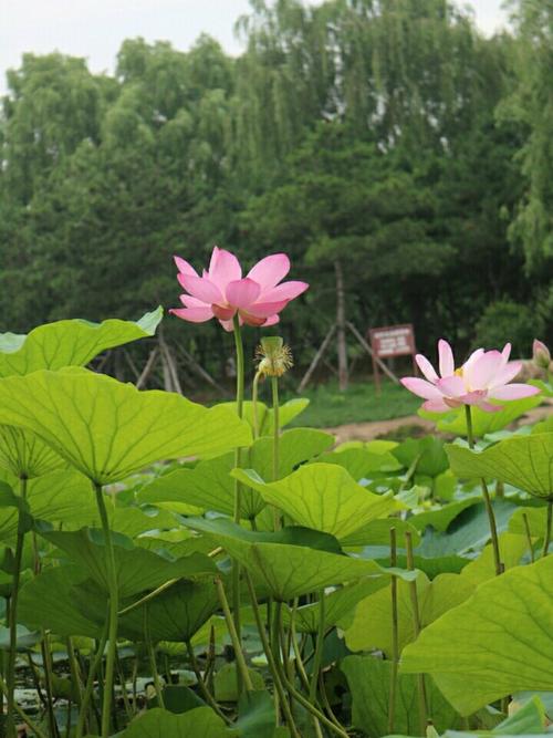 形容荷塘好一段