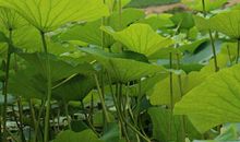 描写荷花池的好段