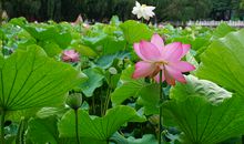 描写荷花和荷叶的诗句