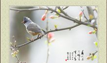 描写春鸟的诗句