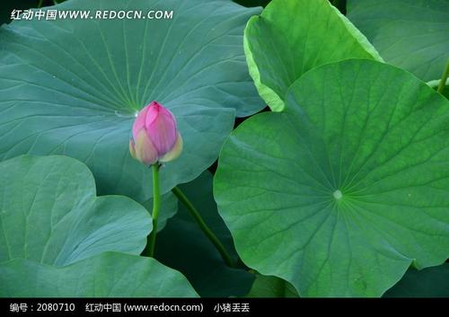 描写荷叶或荷花的诗