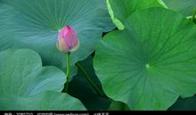 描写荷叶或荷花的诗句