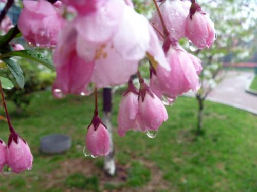 雨后描述的句子