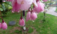 描写雨后的句子