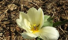 描写花朵绽放的句子