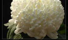 描写菊花的优美诗句