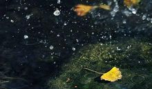 秋雨的诗句古诗