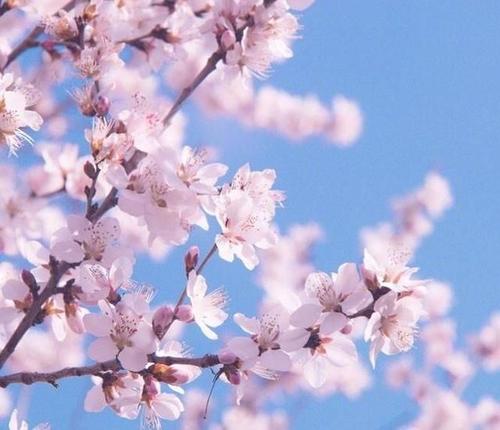 描绘花朵盛开的诗句