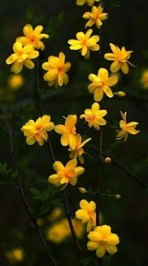 描述春天冬天茉莉花的句子